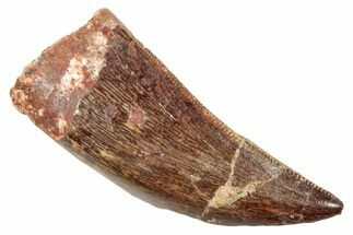 Serrated, Carcharodontosaurus Tooth - Real Dinosaur Tooth #250562