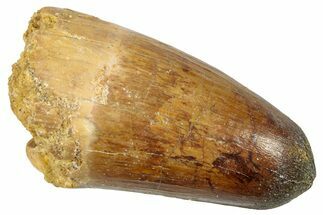 Cretaceous Fossil Crocodylomorph Tooth - Morocco #250695