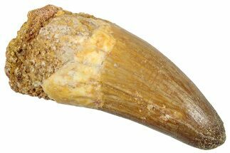 Cretaceous Fossil Crocodylomorph Tooth - Morocco #250713