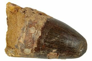 Cretaceous Fossil Crocodylomorph Tooth - Morocco #250715