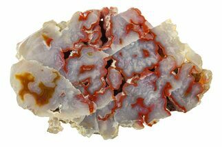 Polished Agate Section - Morocco #250899