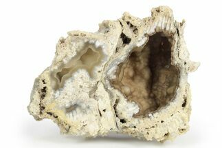 Agatized Fossil Coral Geode - Florida #250945