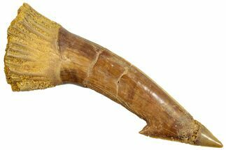Fossil Sawfish (Onchopristis) Rostral Barb - Morocco #250867