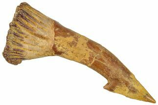 Fossil Sawfish (Onchopristis) Rostral Barb - Morocco #250917