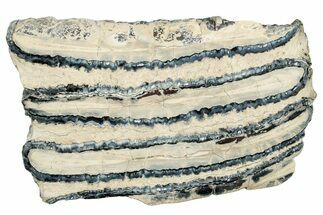Polished Mammoth Molar Section - South Carolina #250752
