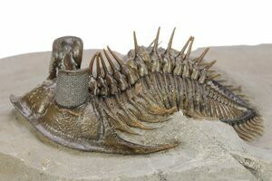 Impressive Comura Trilobite - Real Spines (#16076) For Sale 