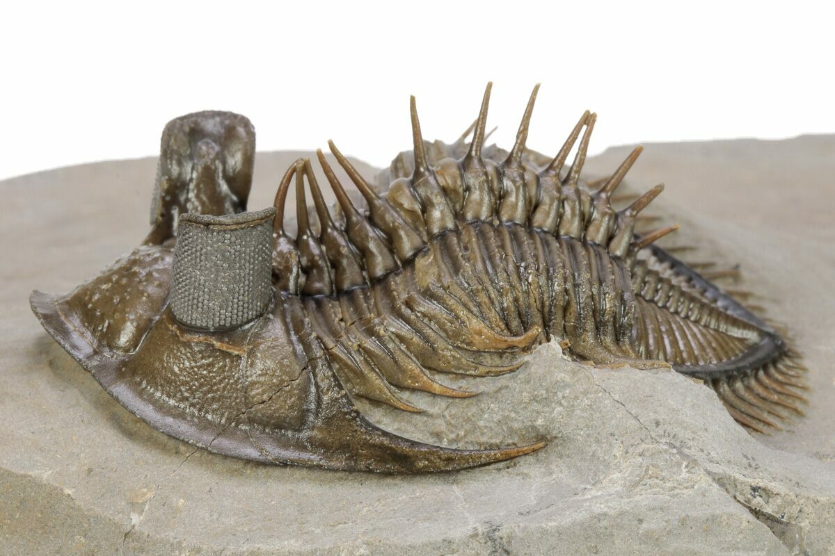 モロッコ産 三葉虫化石 Erbenochile tower eyed Trilobite - 科学、自然