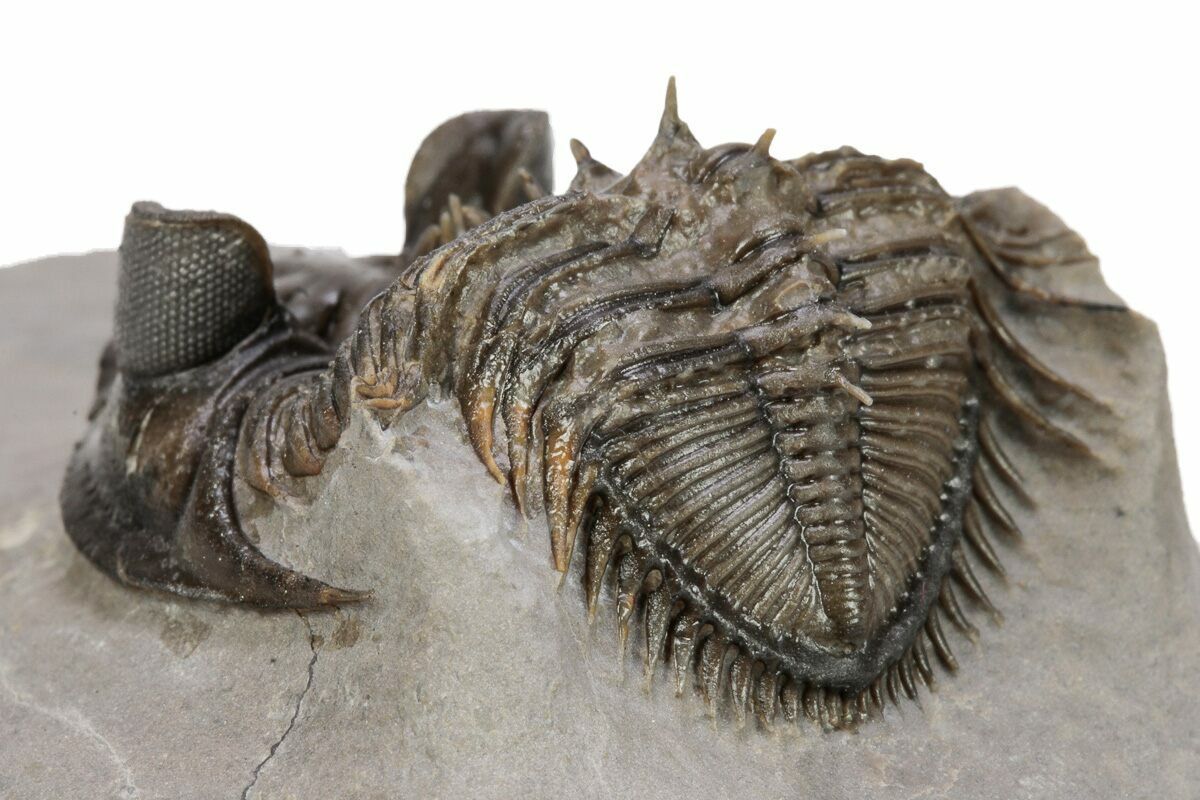 モロッコ産 三葉虫化石 Erbenochile tower eyed Trilobite - 科学、自然