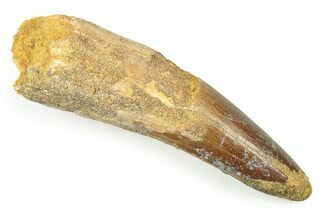 Bargain, Fossil Spinosaurus Tooth - Real Dinosaur Tooth #250956