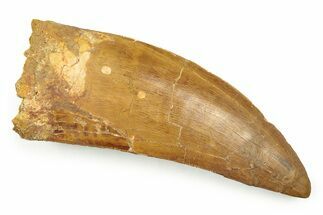 Serrated, Carcharodontosaurus Tooth - Huge Dinosaur Tooth #250968