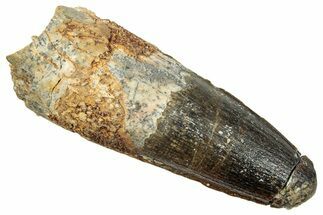 Fossil Spinosaurus Tooth - Real Dinosaur Tooth #249490