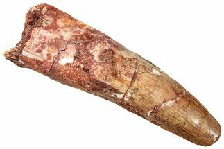 Fossil Spinosaurus Tooth - Real Dinosaur Tooth #249496
