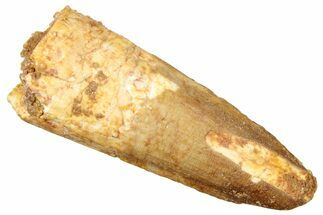 Fossil Spinosaurus Tooth - Real Dinosaur Tooth #249502