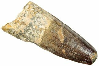 Fossil Spinosaurus Tooth - Real Dinosaur Tooth #249511