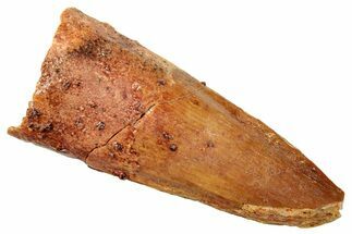 Fossil Spinosaurus Tooth - Real Dinosaur Tooth #249516