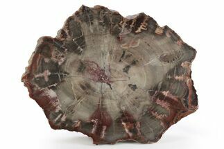 Jurassic Petrified Wood Round (End Cut) - Henry Mountain, Utah #251243