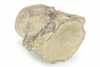 Fossil Mosasaur (Clidastes) Cervical Vertebra - Texas #251247