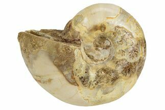 Jurassic Ammonite Fossil - Sakaraha, Madagascar #251303