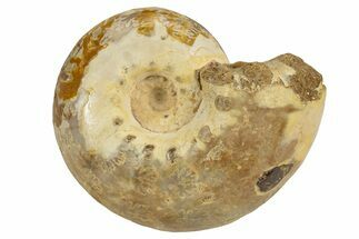 Jurassic Ammonite Fossil - Sakaraha, Madagascar #251306