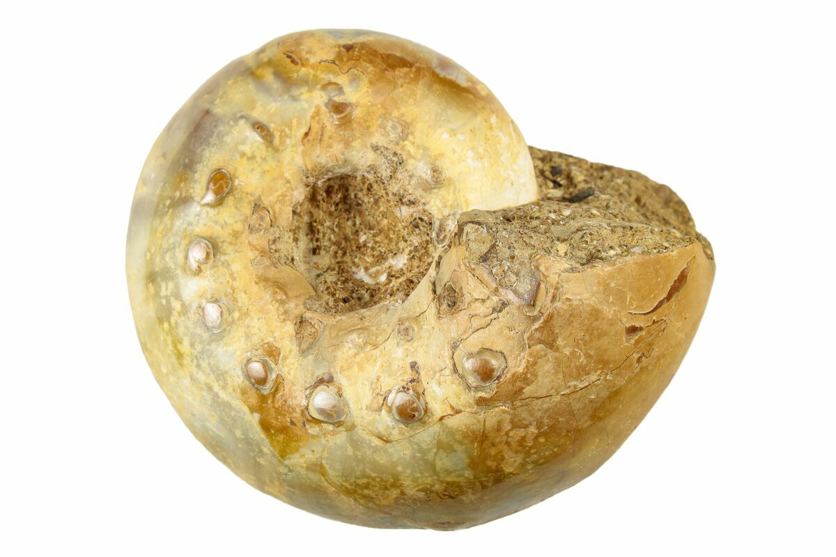 Ammonite Fossil Madagascar 1 3/4 In Polished Reiki Healing Crystal - Foto 7