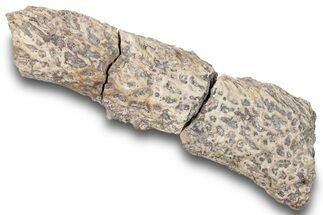 Permian Amphibian (Eryops) Fossil Jaw Section - Texas #251361