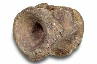 Fossil Synapsid (Stereophallodon) Vertebra - Texas #251367