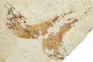 Two Cretaceous Fossil Fish - Lebanon #251389