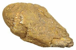 Permian Fossil Synapsid/Amphibian Coprolite - Texas #251399