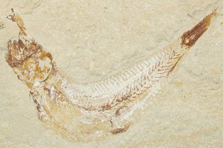 Cretaceous Fossil Fish - Lebanon #251419