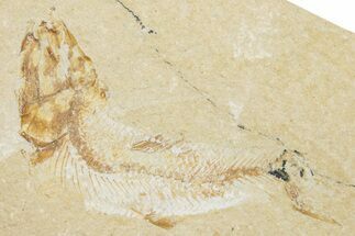 Cretaceous Fossil Fish (Armigatus?) - Lebanon #251424