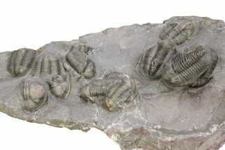 Cluster Of Large Proetid Trilobites - Jorf, Morocco #251435