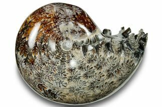 Polished Sutured Ammonite (Phylloceras?) Fossil - Madagascar #251491