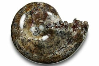 Polished Sutured Ammonite (Phylloceras?) Fossil - Madagascar #251518
