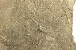 Cruziana (Fossil Trilobite Trackway) - Morocco #251785