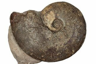 Toarcian Ammonite (Osperlioceras?) Fossil - France #251773