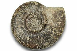 Jurassic Ammonite (Parkinsonia) Fossil - England #251775