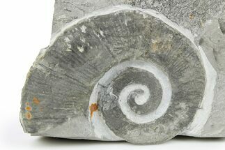 Cretaceous Ammonite (Crioceratites) Fossil - France #251711