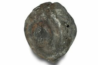 Fossil Whale Caudal Vertebra - Yorktown Formation #250149