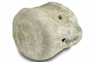 Fossil Whale Caudal Vertebra - Yorktown Formation #250151