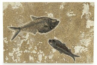 Multiple Fossil Fish (Diplomystus & Knightia) - Wyoming #251853