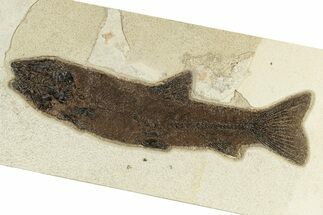 Uncommon Fossil Fish (Notogoneus) - Wyoming #251879