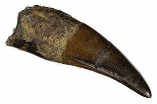 Serrated Tyrannosaurus (T-Rex) Premax Tooth - Montana #251888