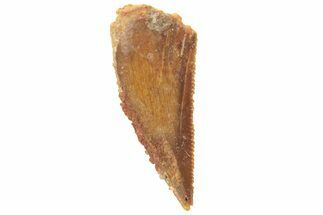 Bargain, Partial Raptor Tooth - Real Dinosaur Tooth #251805