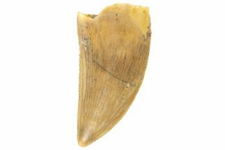 Serrated, Raptor Tooth - Real Dinosaur Tooth #251817