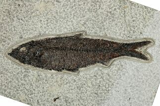 Detailed Fossil Fish (Knightia) - Huge For Species #251881