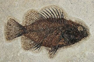 Fossil Fish (Cockerellites) - Wyoming #251923