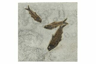 Multiple Fossil Fish (Knightia) Plate - Wyoming #251893