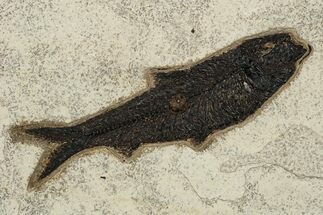 Detailed Fossil Fish (Knightia) - Huge For Species #251894
