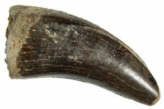 Tyrannosaur (Nanotyrannus?) Tooth - Montana #251932