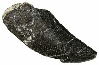 Serrated, Tyrannosaur (Nanotyrannus?) Tooth - Montana #251938